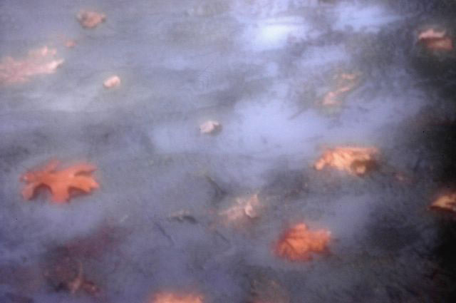 Puddle Leaves