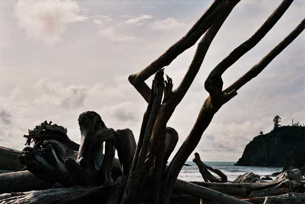 Driftwood