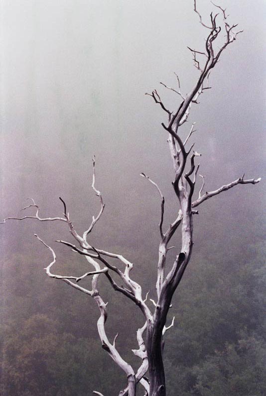 Tree Fingers
