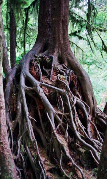 Roots